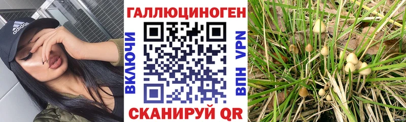 мега сайт  Кяхта  Псилоцибиновые грибы прущие грибы 